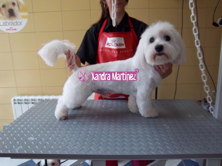 1-Maltés-Chamuski-Después.jpg