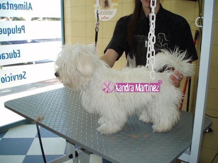 10-Maltés-Kika-Antes.jpg