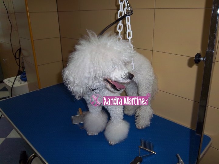 12-Poo-Nano-verano-Antes.jpg