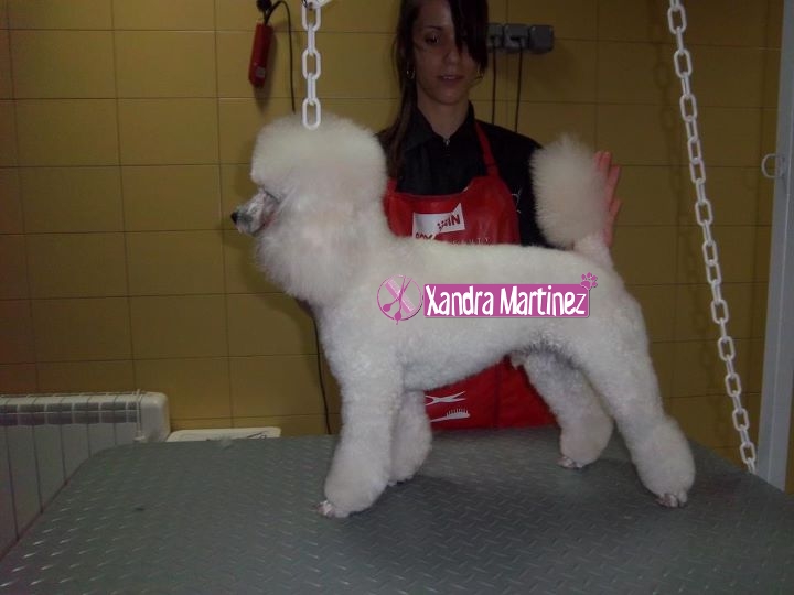 13-Poo-Nano-Invierno.jpg