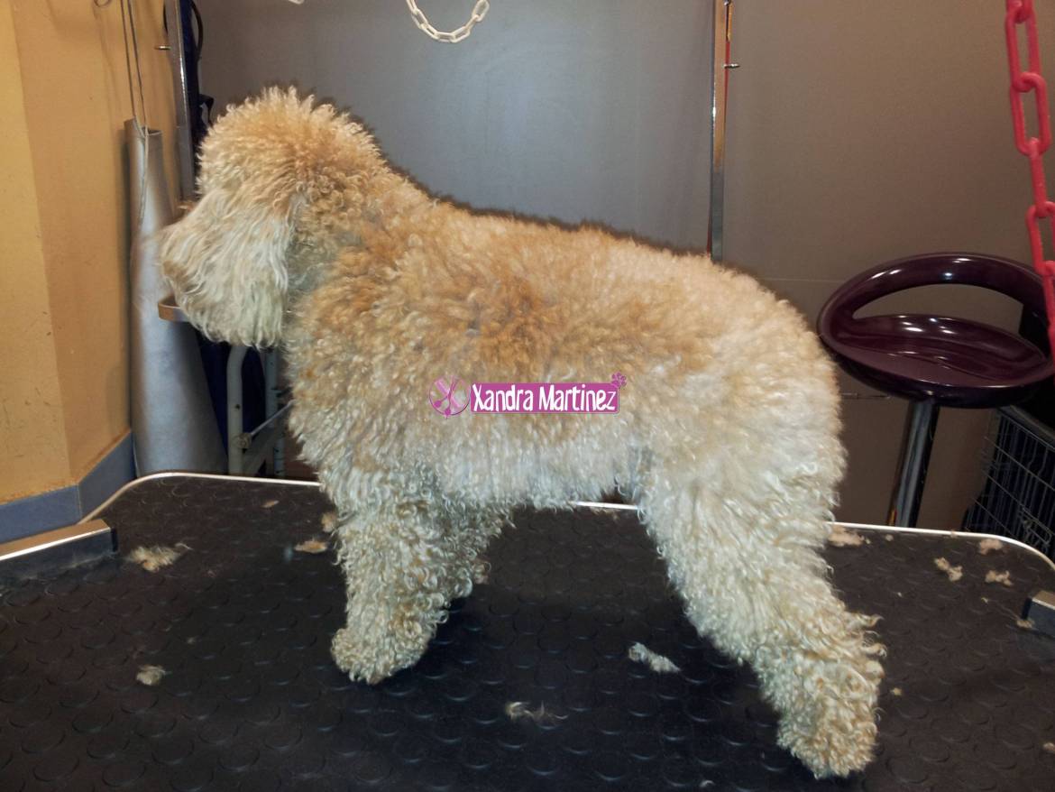 15-Poo-Kiko-Antes-scaled.jpg