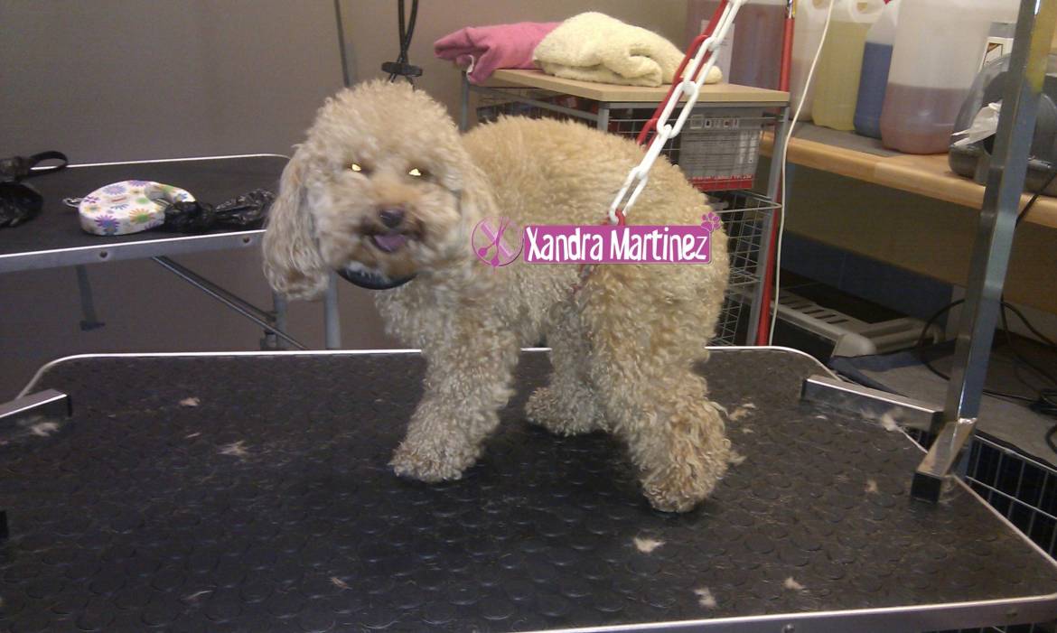 8-Poo-Kiko-antes-scaled.jpg