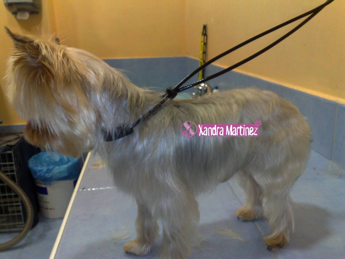 9-Yorky-Peke-Después-scaled.jpg