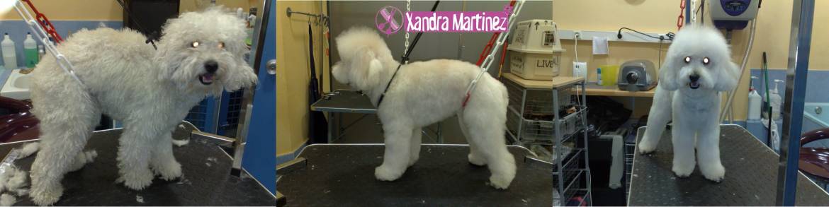 Gumi-Caniche-AD11.jpg