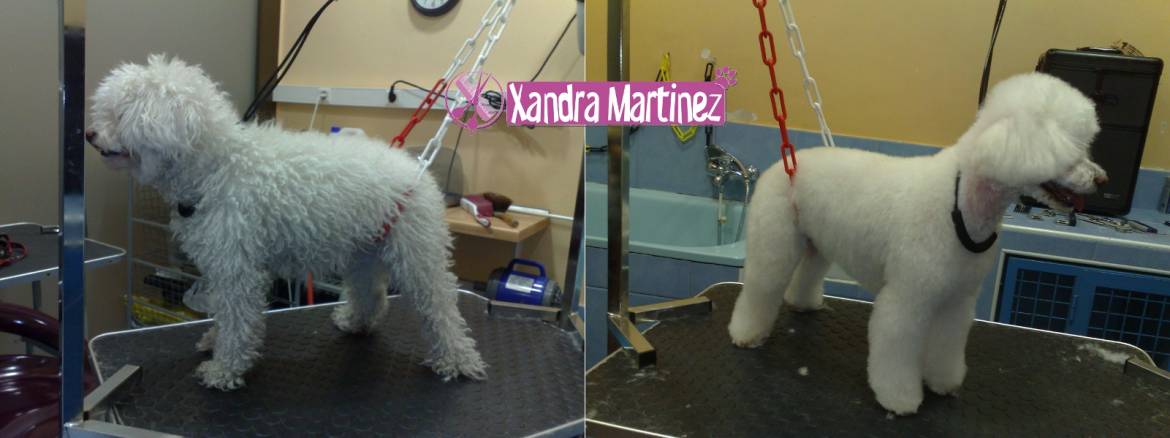 Kika-Caniche-AD1.jpg