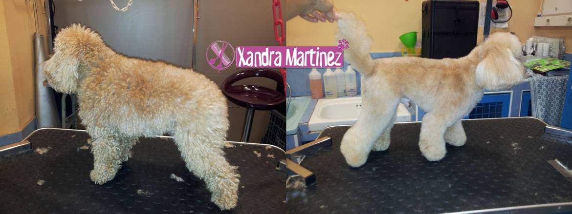Kiko-Caniche-AD2.jpg