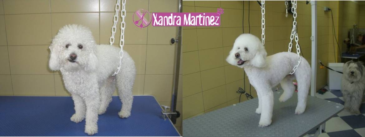Lolo-Caniche-AD1.jpg