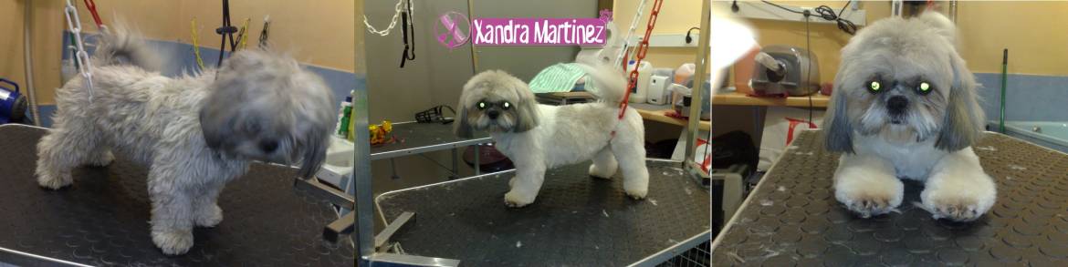 Mimi-Shih-AD1-.jpg