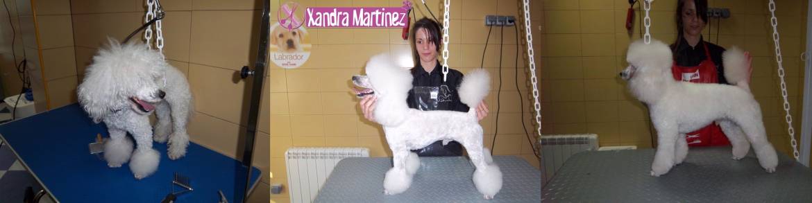 Nano-Caniche-AD1.jpg