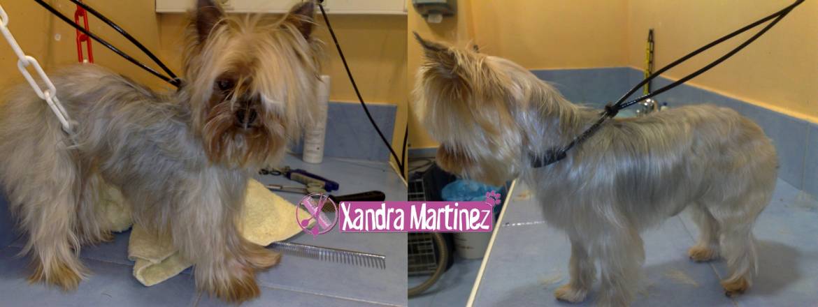 Peque-Yorky-AD1.jpg