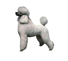 caniche.jpg