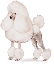 caniche1.jpg