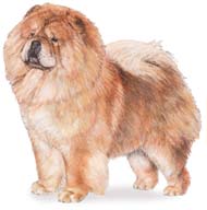 chow_chow.jpg