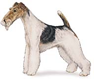fox-terrier.jpg