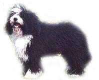 perro-de-aguas.jpg