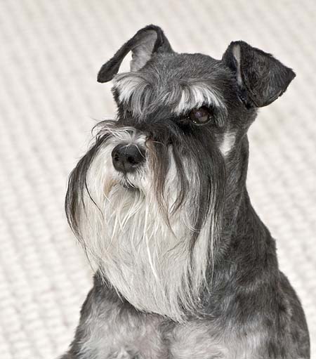 schnauzer.jpg
