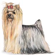 yorky.jpg