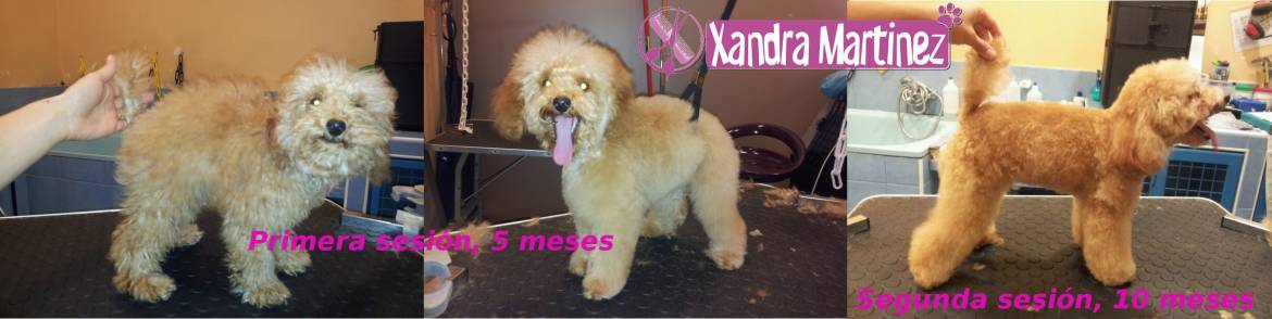 Mambrú-Caniche-AD1.jpg