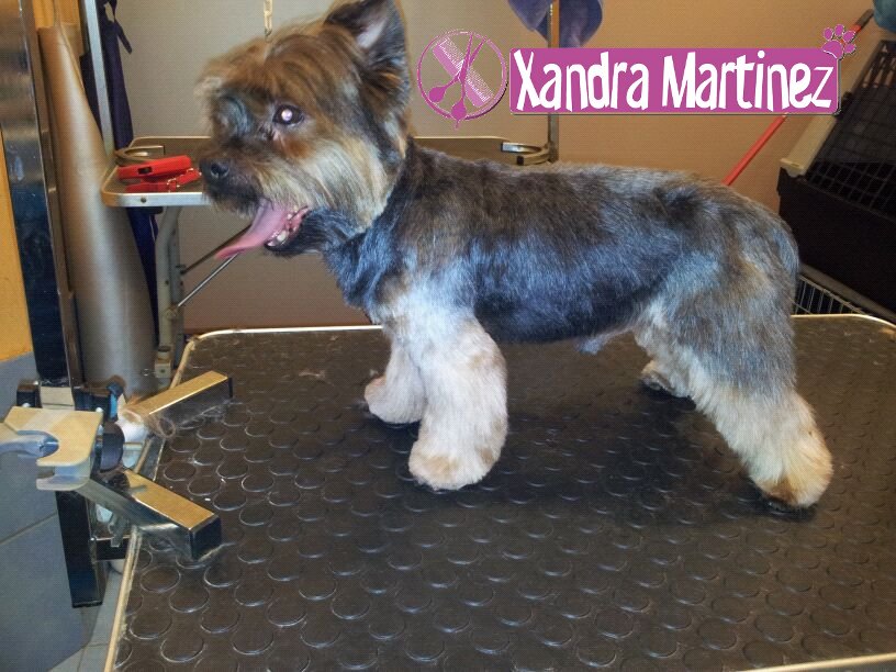12-Yorky-Pancho1.jpg