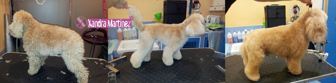 Kiko-Caniche-AD3.jpg