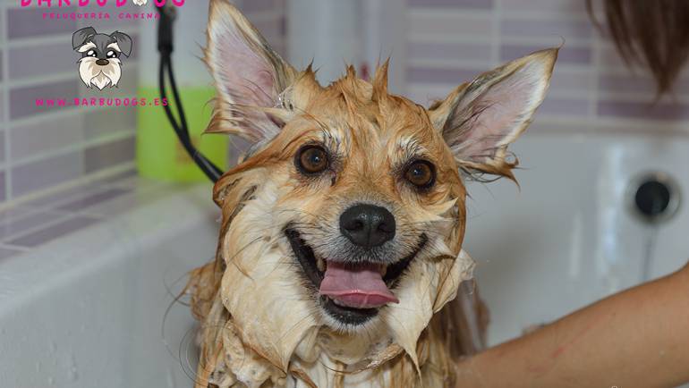 ¿Necesita mi perro ir a la peluquería?