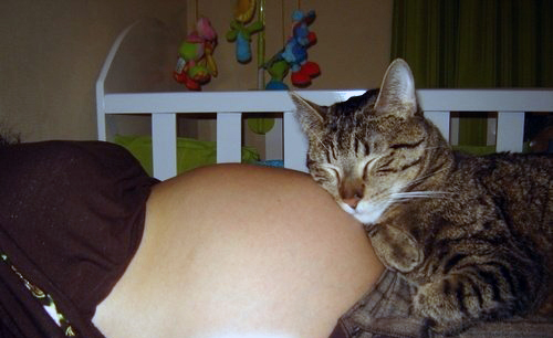 Embarazo con gatos