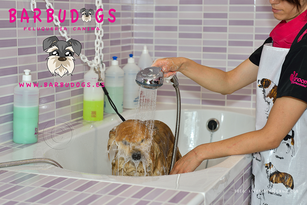 Mus_Barbudogs_AMP7302.jpg