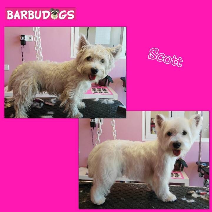PhotoGrid_1438044209598.jpg